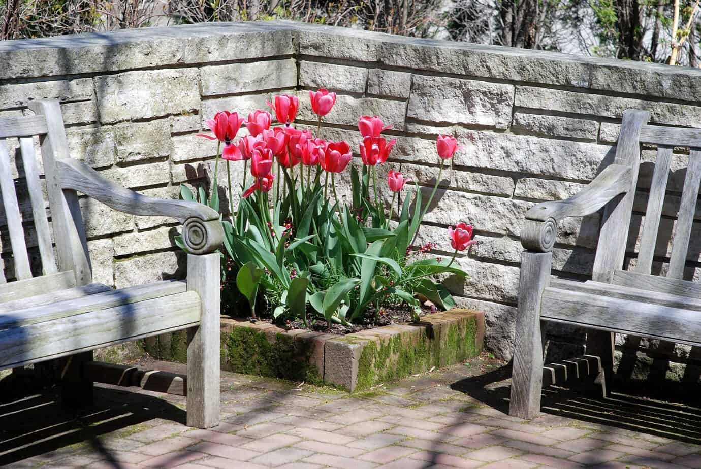 How To Get Your Tulips to Come Back Each Year Gardening Channel