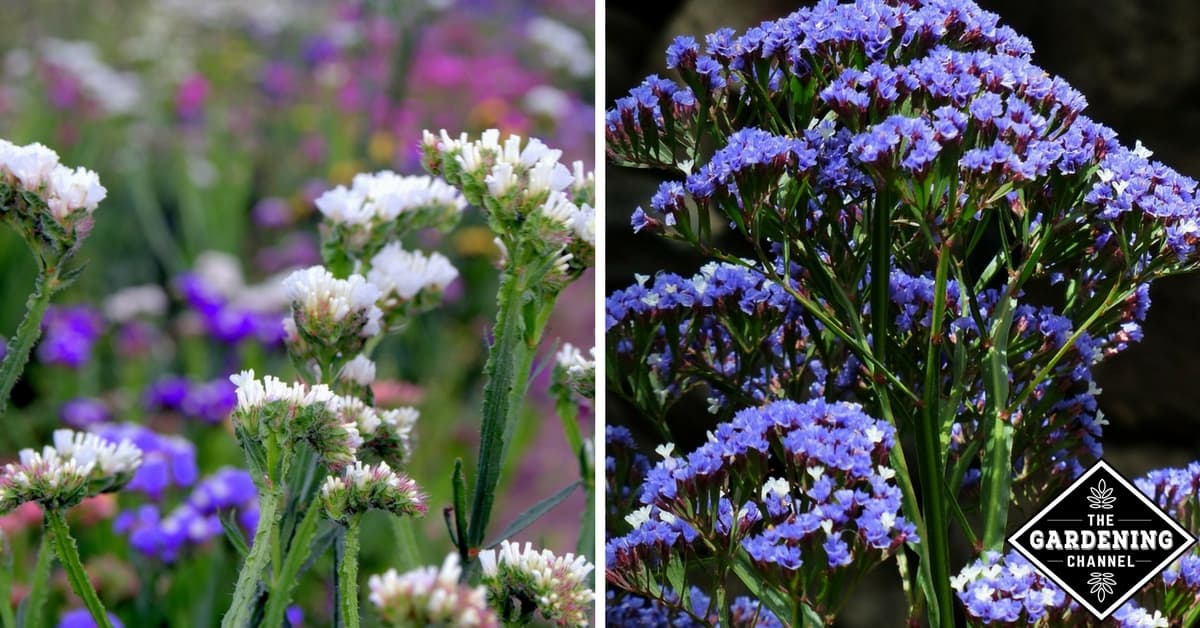 How to Grow Statice Gardening Channel