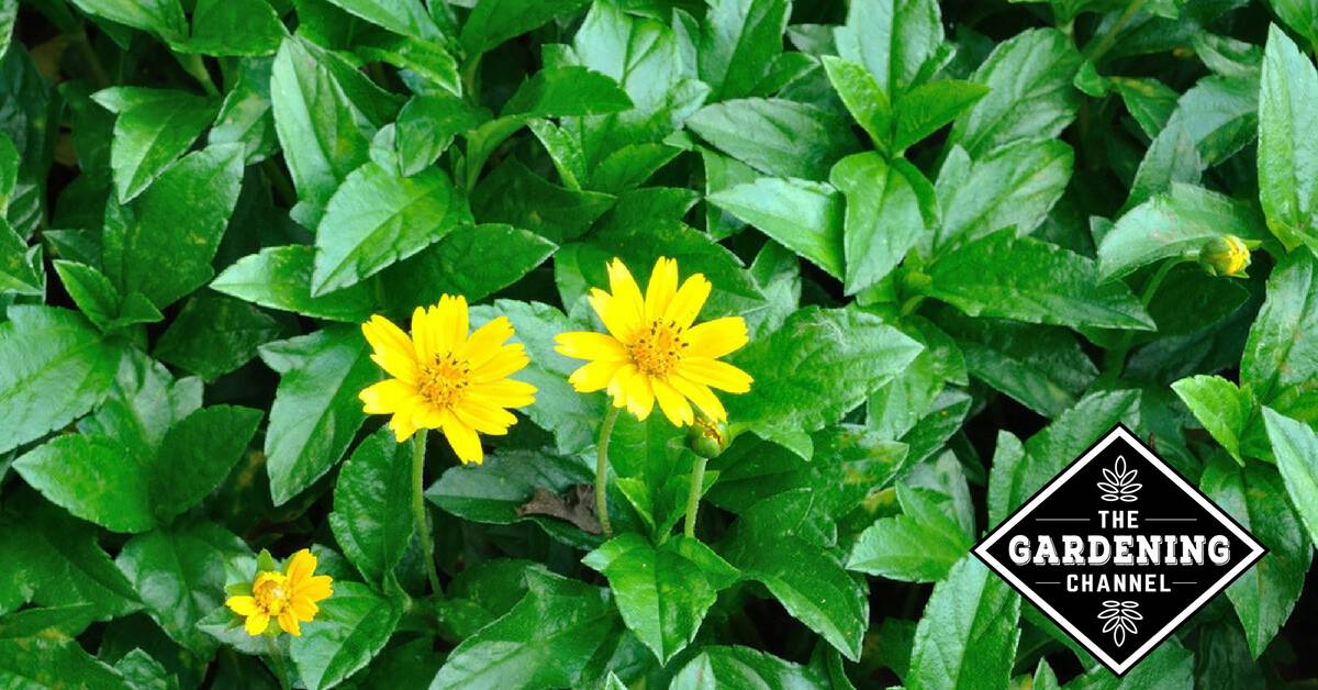 How to Grow Melampodium (Butter Daisy) Gardening Channel