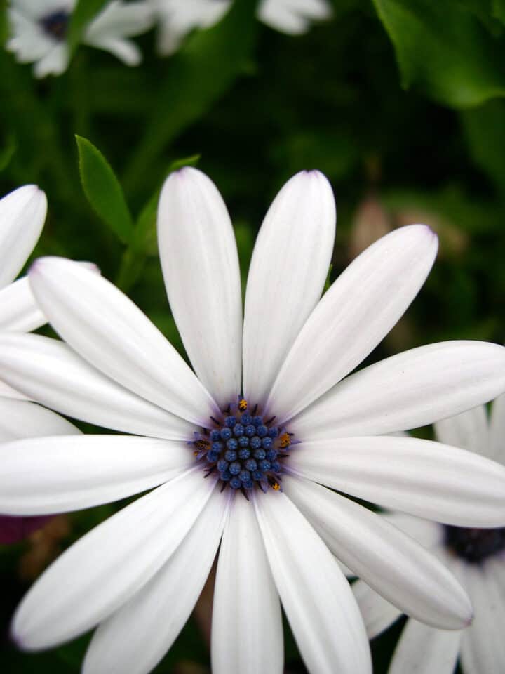 How to Grow African Daisies Gardening Channel