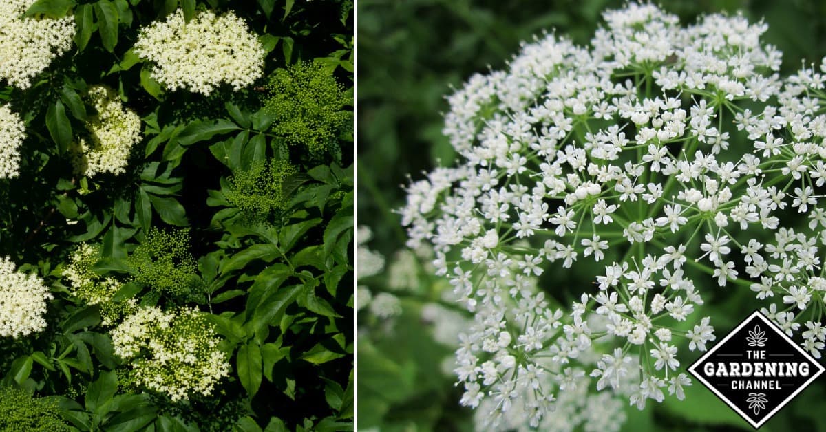 How to Get Rid of Invasive Bishop Weed (Goutweed) - Gardening Channel