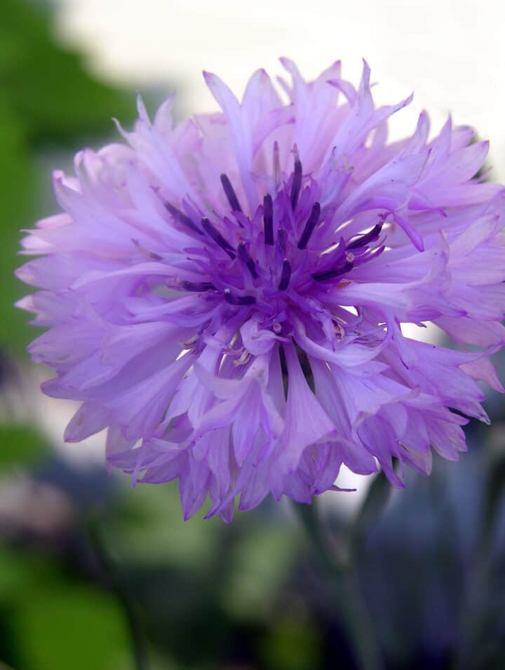 How to Grow Cornflower (Bachelor Button) Gardening Channel