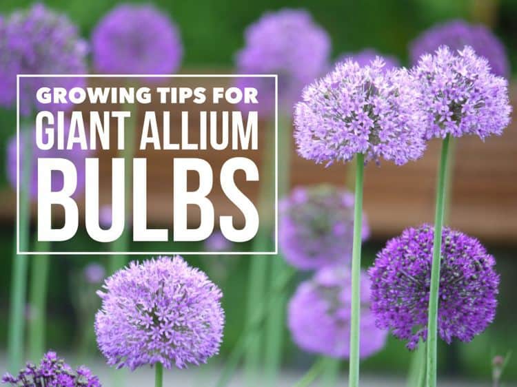 Grow Giant Allium Bulbs - Gardening Channel