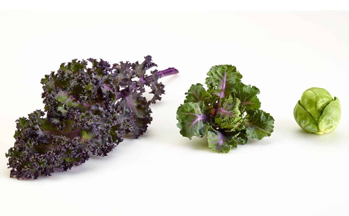 How to Grow Kalettes New Superfood, the Kale and Brussels Sprouts