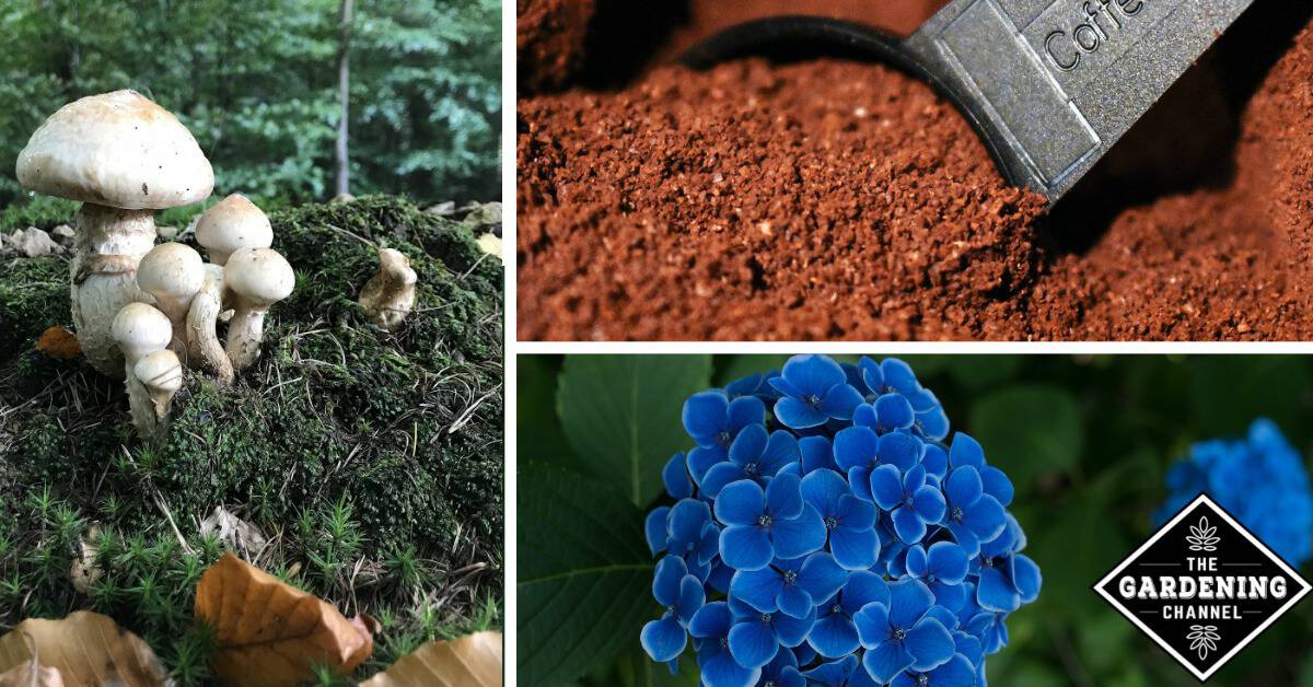 Do Coffee Grounds Repel Dogs