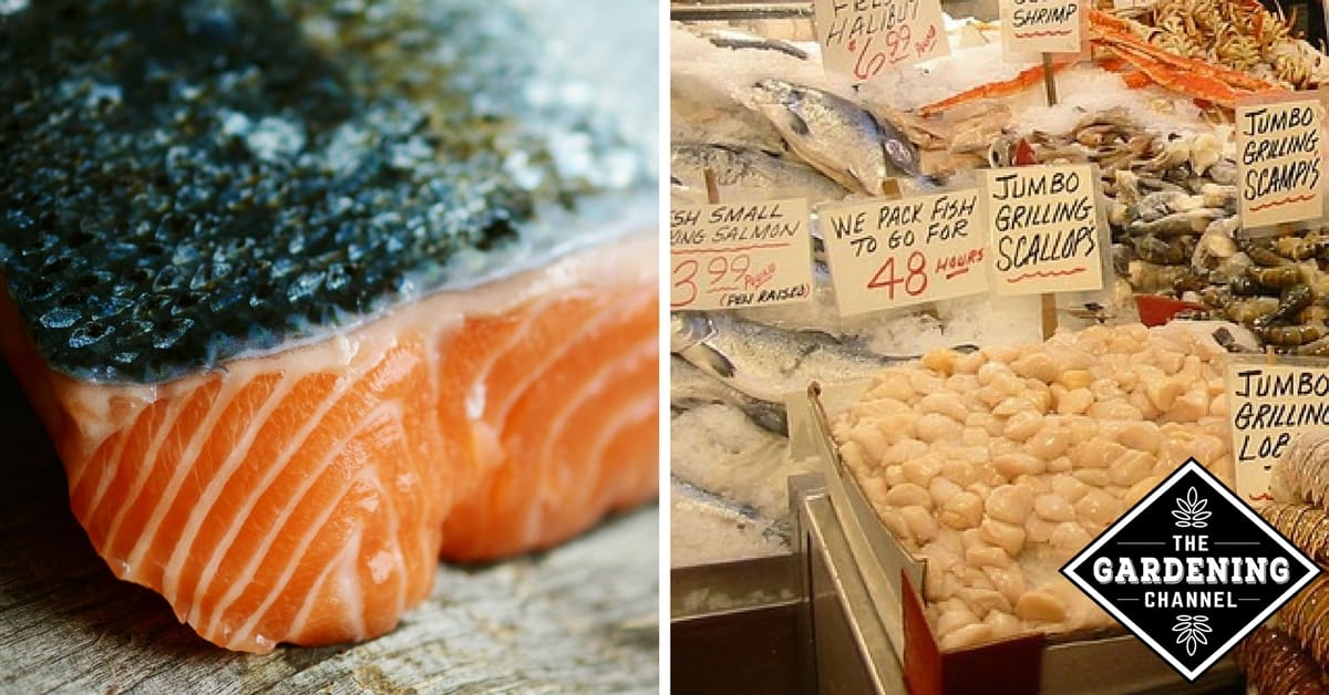 Use Fish Scraps as Garden Fertilizer Gardening Channel