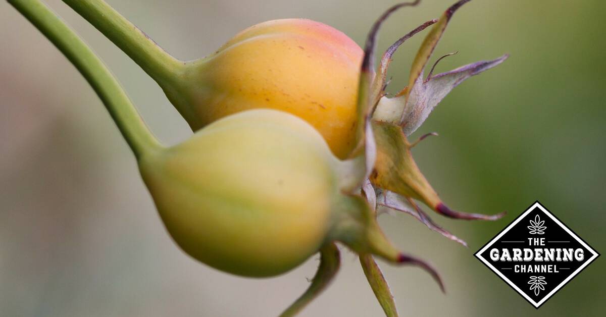 Growing Roses from Collected Seeds Gardening Channel