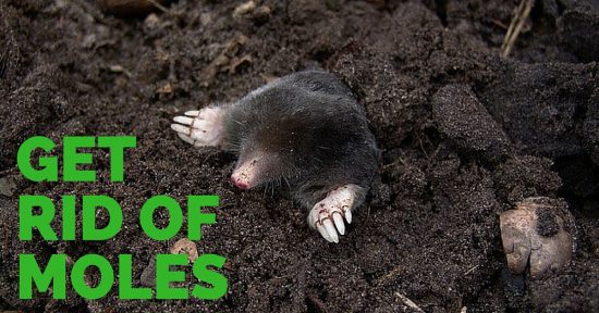Get Rid of Moles in the Garden - Gardening Channel