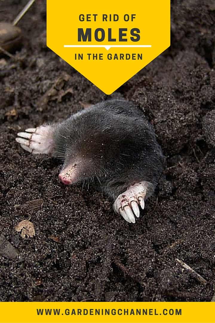 how to get rid of moles in the garden