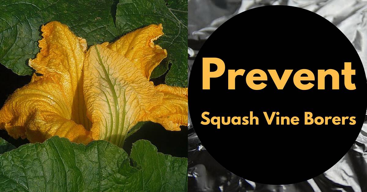 Prevent Squash Vine Borers 