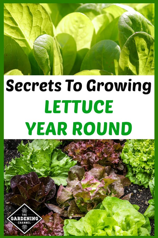 Grow Lettuce Year Round Gardening Channel