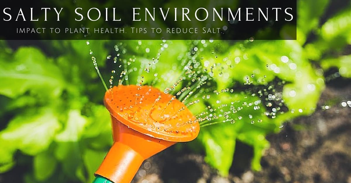 Too Much Salt in Soil Impacts Plant Health Gardening Channel