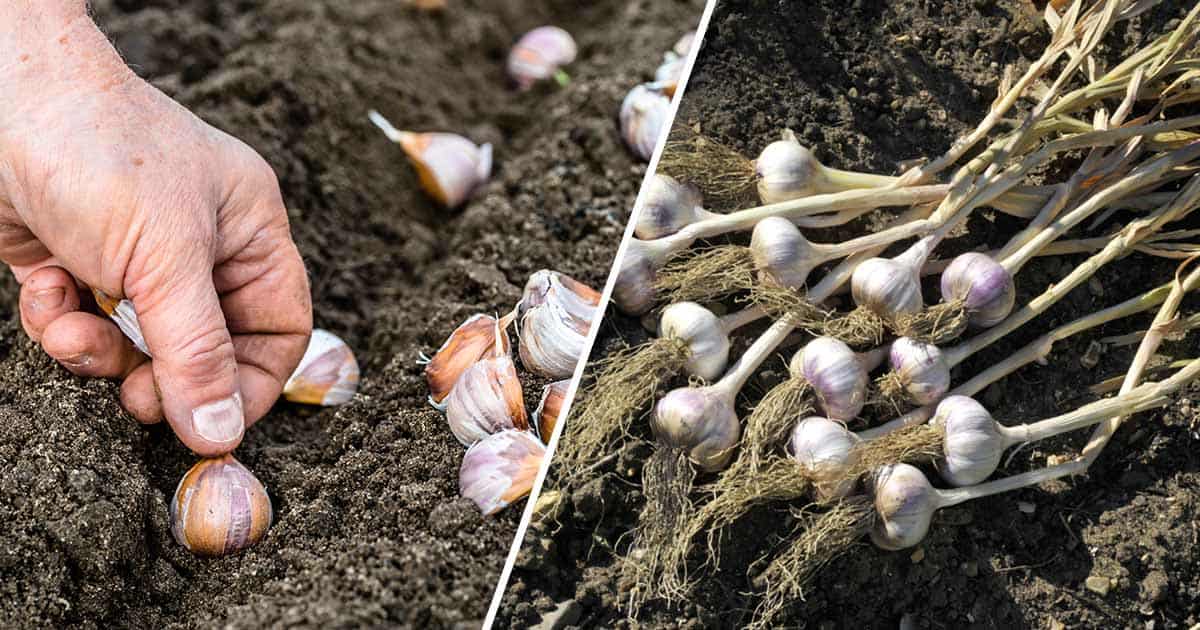 garlic gardeningchannel