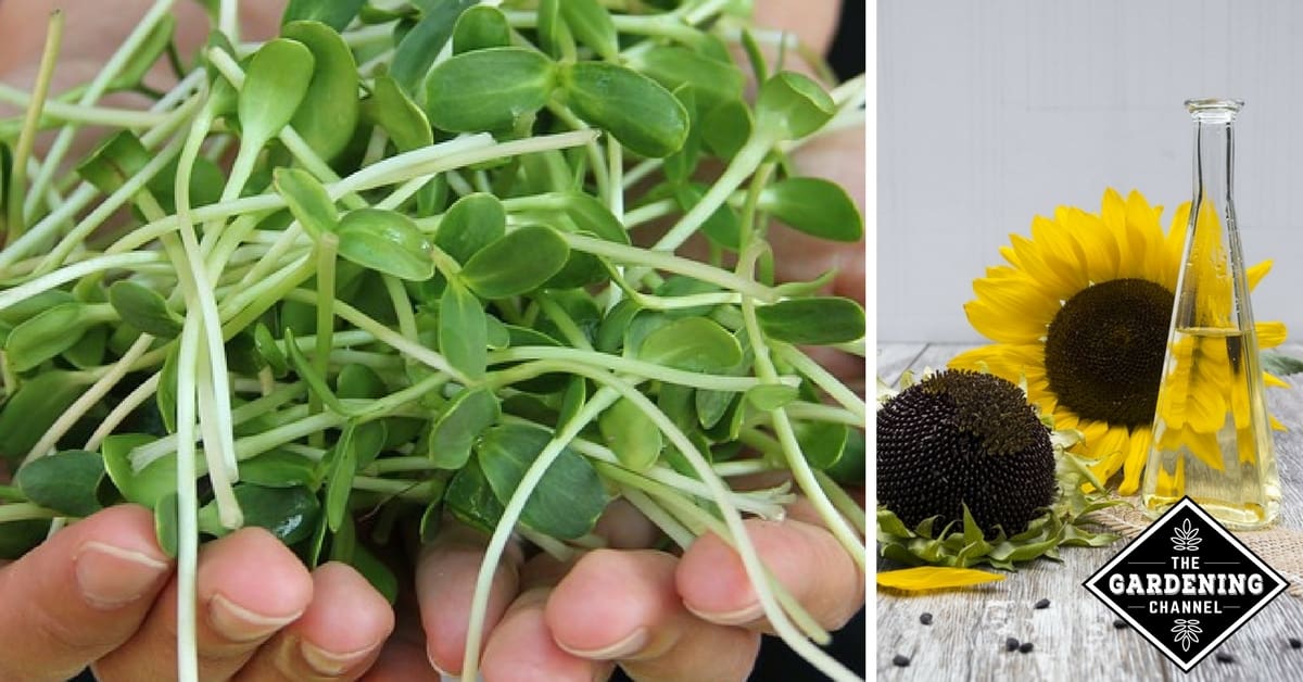 sunflower seed shells uses sunflower seed shells uses