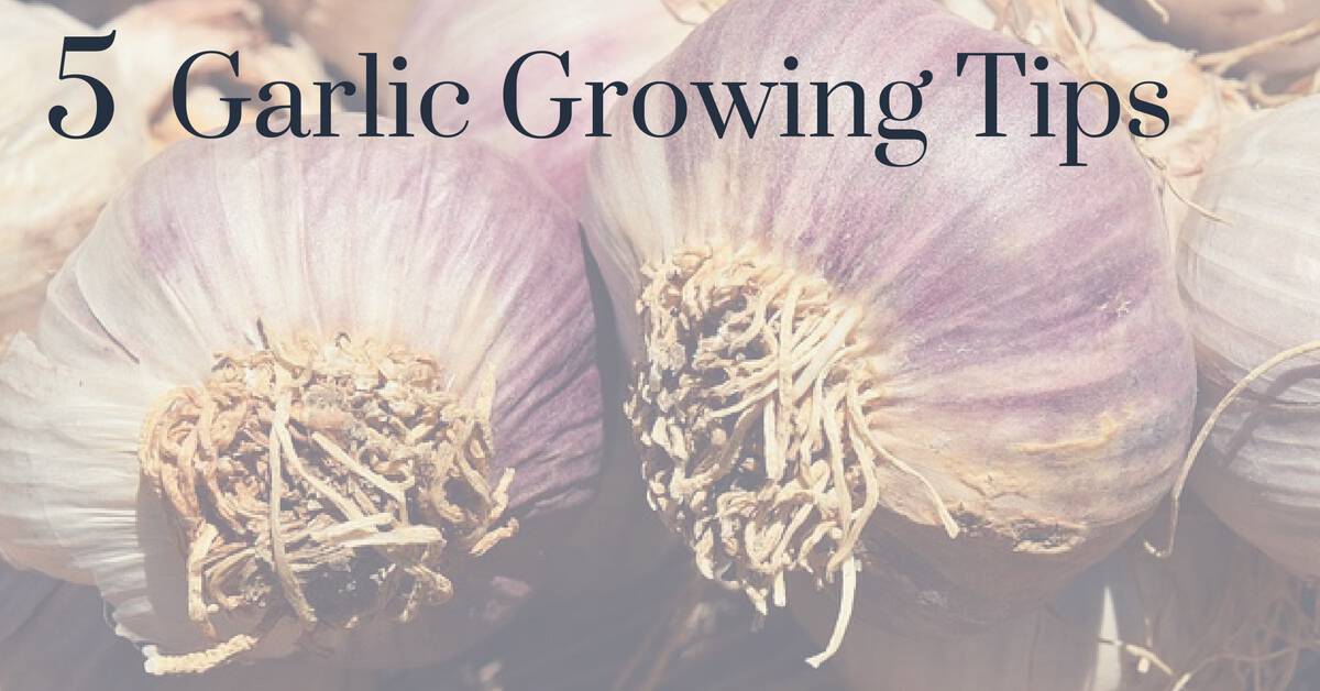 garlic growing tips Gardening Channel