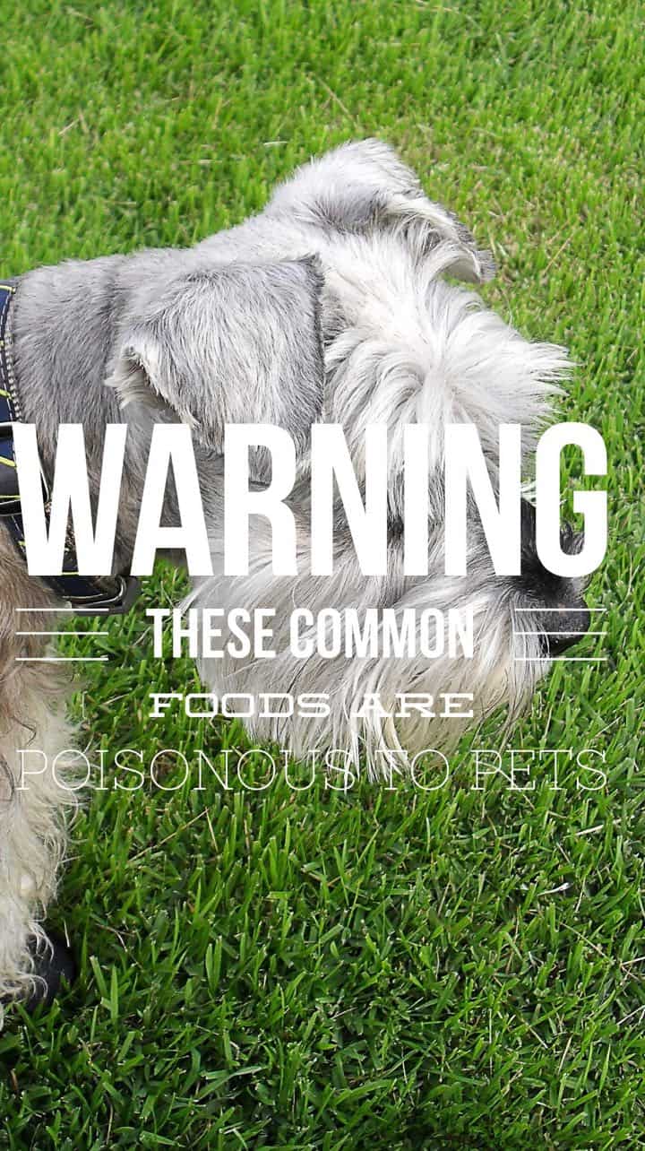 List Of Foods Toxic To Dogs And Cats List Of Foods Toxic To Dogs And Cats
