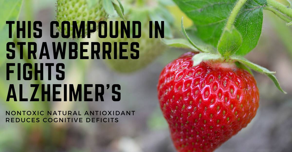 Antioxidant Compound in Strawberries May Fight Neurodegenerative