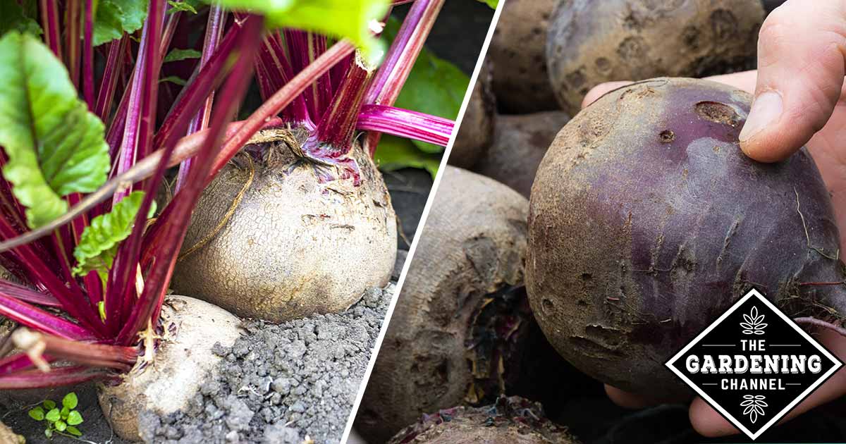 List of Vegetables You Can Grow in Winter - Gardening Channel