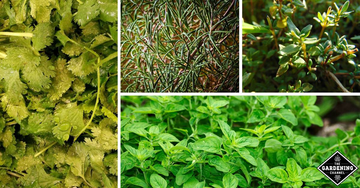 How to Start an Herb Garden - Gardening Channel