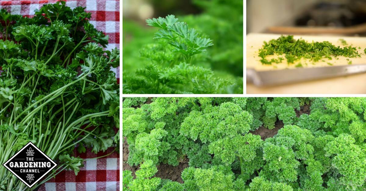 what grows well with parsley