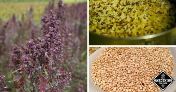 Comment prendre soin des plantes de quinoa