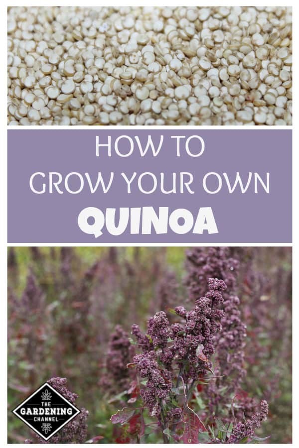 How to Grow Quinoa Gardening Channel