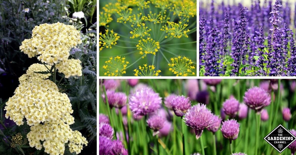 List of Easy to Grow Flowering Herbs