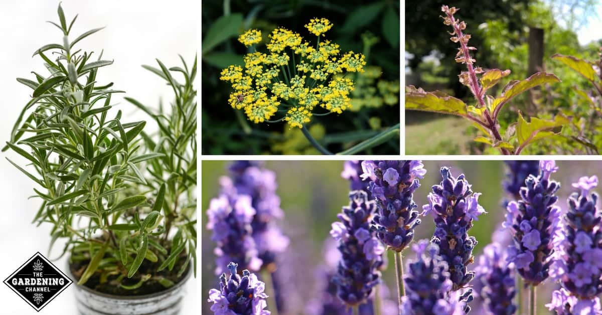 14 Top Medicinal Herbs You Should Grow Gardening Channel