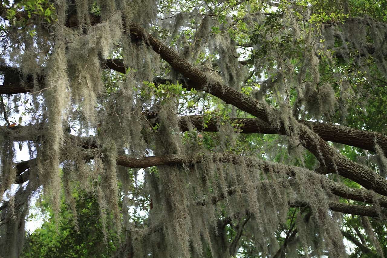 Spanish Moss Plant Care: Water, Light, Nutrients