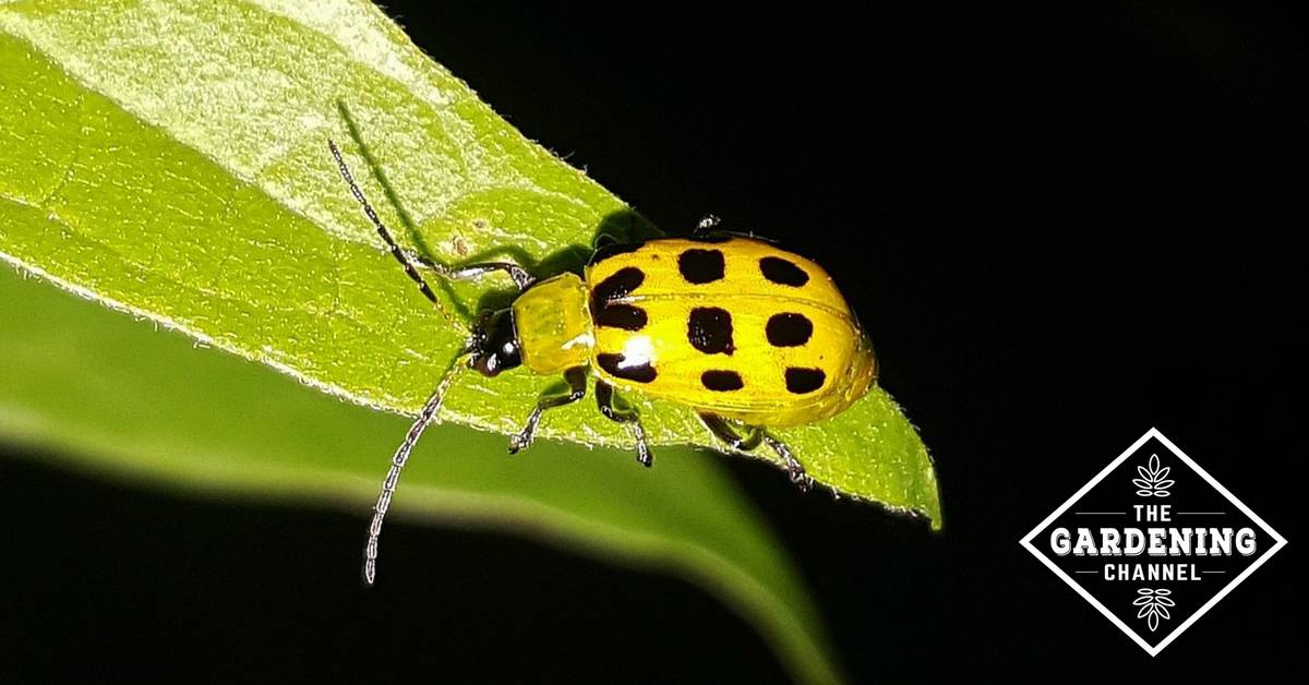 Dødelig grå pessimistisk 13 Natural Ways to Fight Cucumber Beetles - Gardening Channel