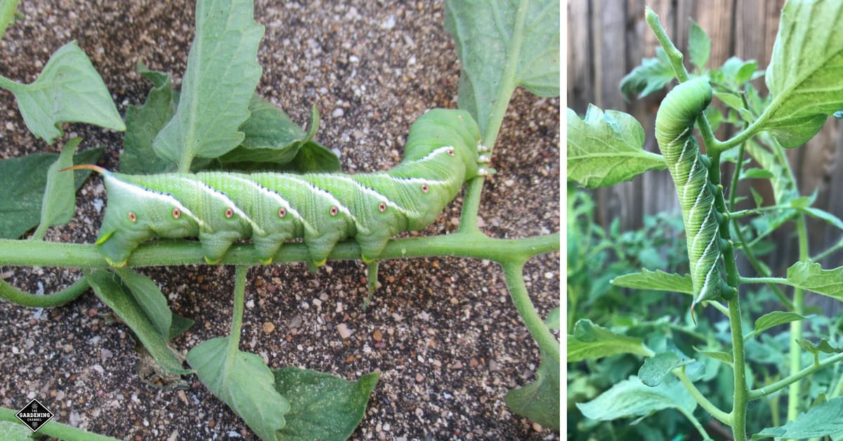 are tomato hornworms poisonous to dogs