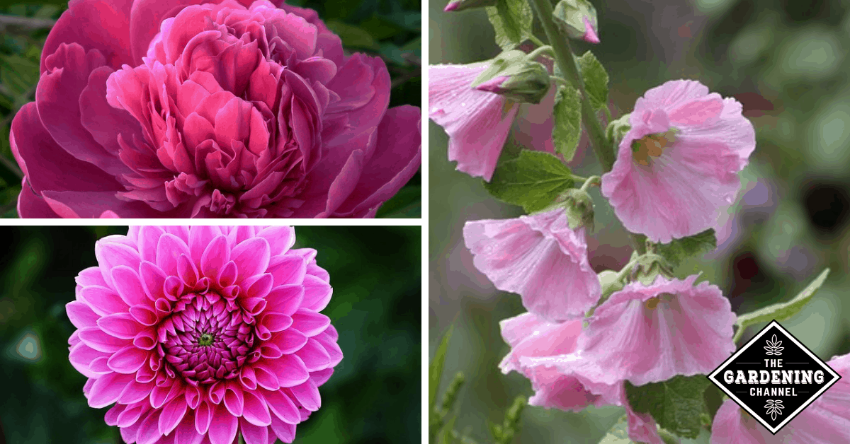 List of Top Pink Flowers to Grow in Your Garden Gardening Channel