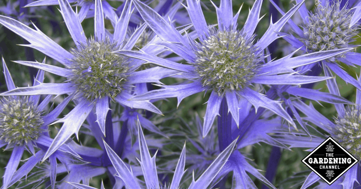 How to Grow Sea Holly (Eryngium) Flowers Gardening Channel