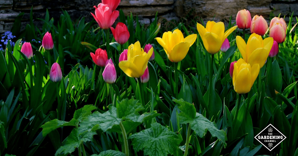 What Is a Flower Garden? A Beginner’s Guide To Growing Flowers at Home