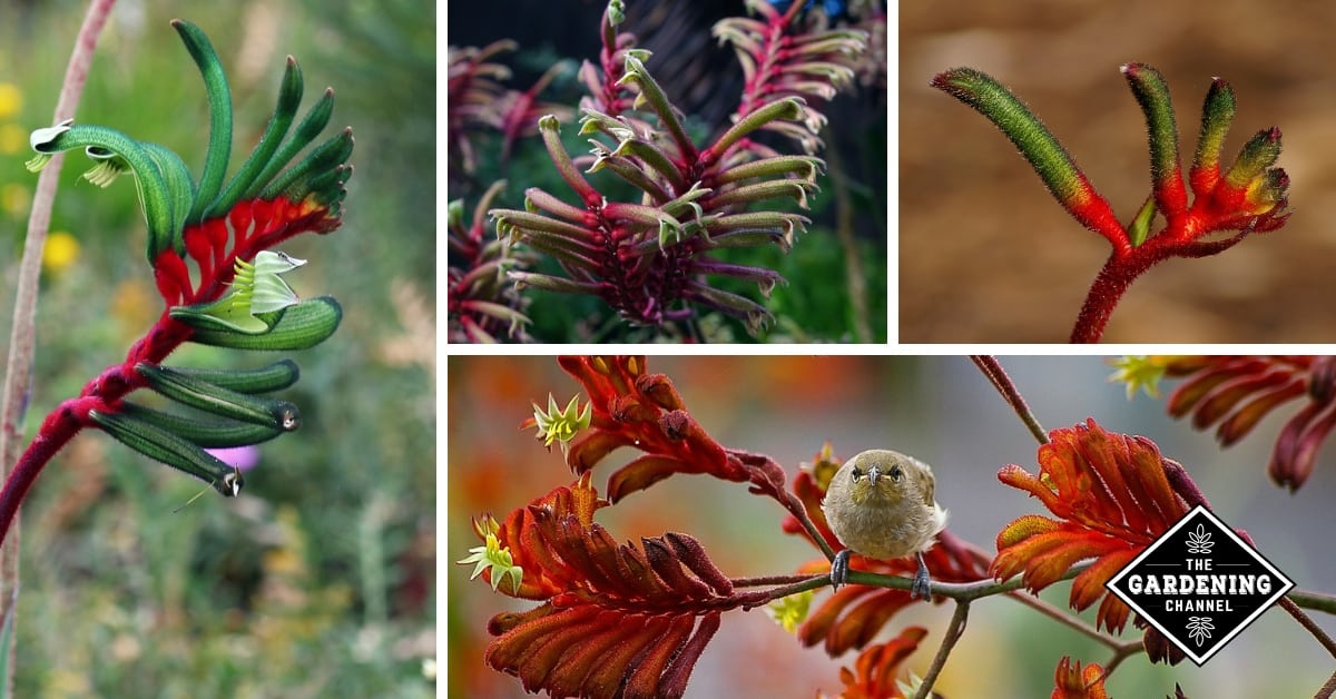 Konkret Korn tilfældig How to Grow Kangaroo Paw (Anigozanthos) Flower - Gardening Channel
