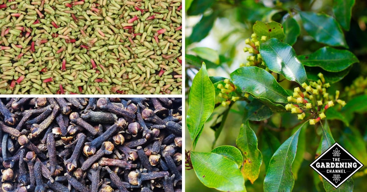 How to Grow Clove (Syzygium aromaticum) - Gardening Channel