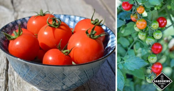 How To Keep Cherry Tomatoes From Splitting Gardening Channel How To Keep Cherry Tomatoes From, How To Grow Cherry Tomatoes In A Raised Garden Bed