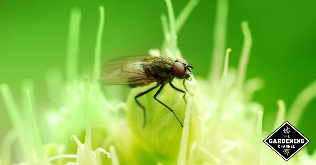 How to Fight Onion Maggots / Onion Flies (Delia antiqua) Gardening