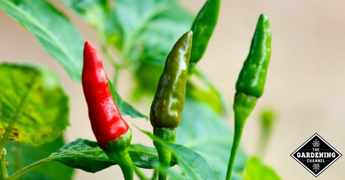 How to Grow Tabasco Peppers Frutescens) - Gardening