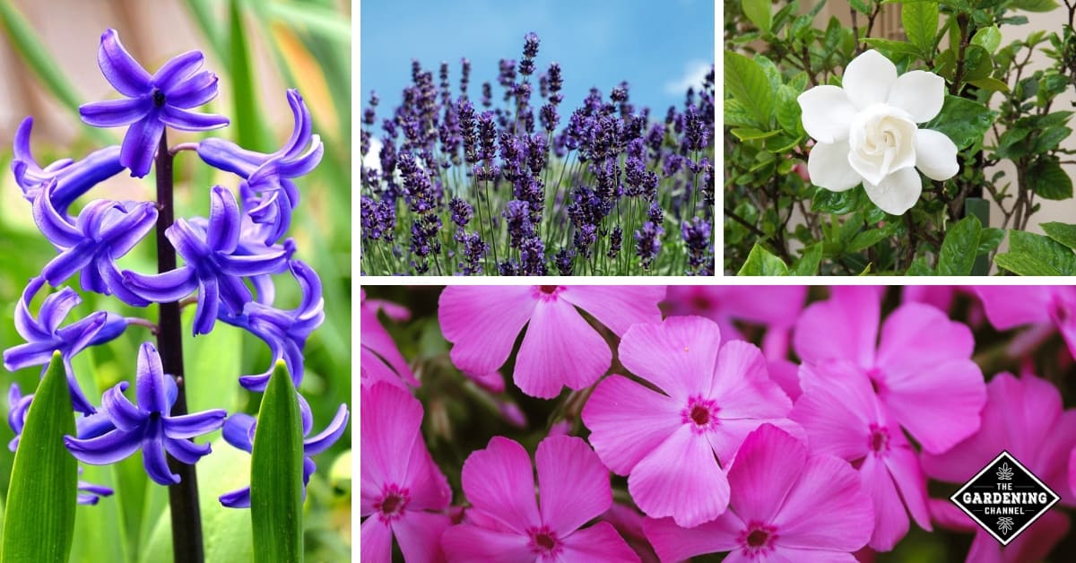 Most shop fragrant flowers