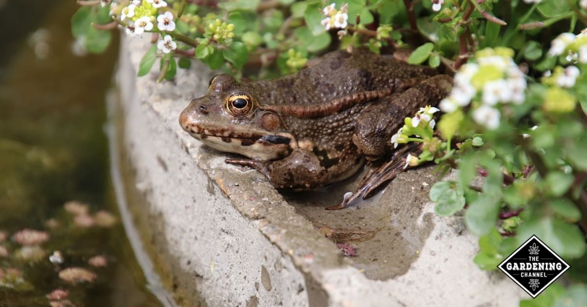 How to Attract Frogs and Toads to Your Garden Gardening Channel