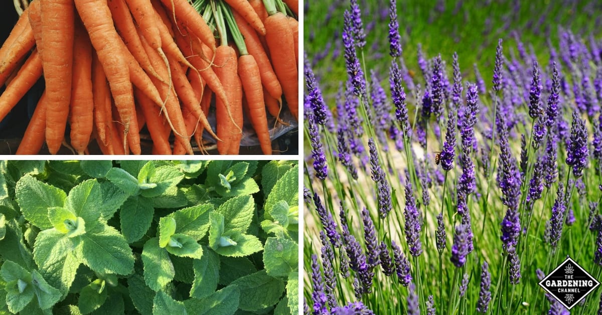 What Vegetables Grow in Sandy Soil? 