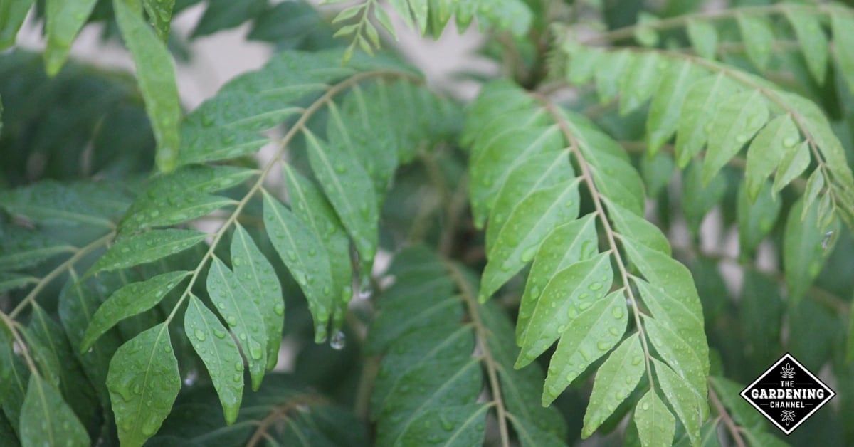 How to Grow Curry Leaf Plant - Gardening Channel