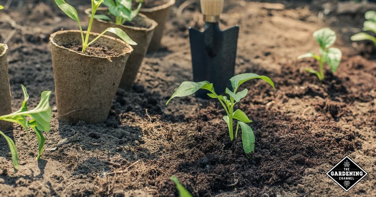 A‌ ‌Gardener’s‌ ‌Guide‌ ‌on‌ ‌How‌ ‌to‌ ‌Harden‌ ‌Off‌ ‌Seedlings‌