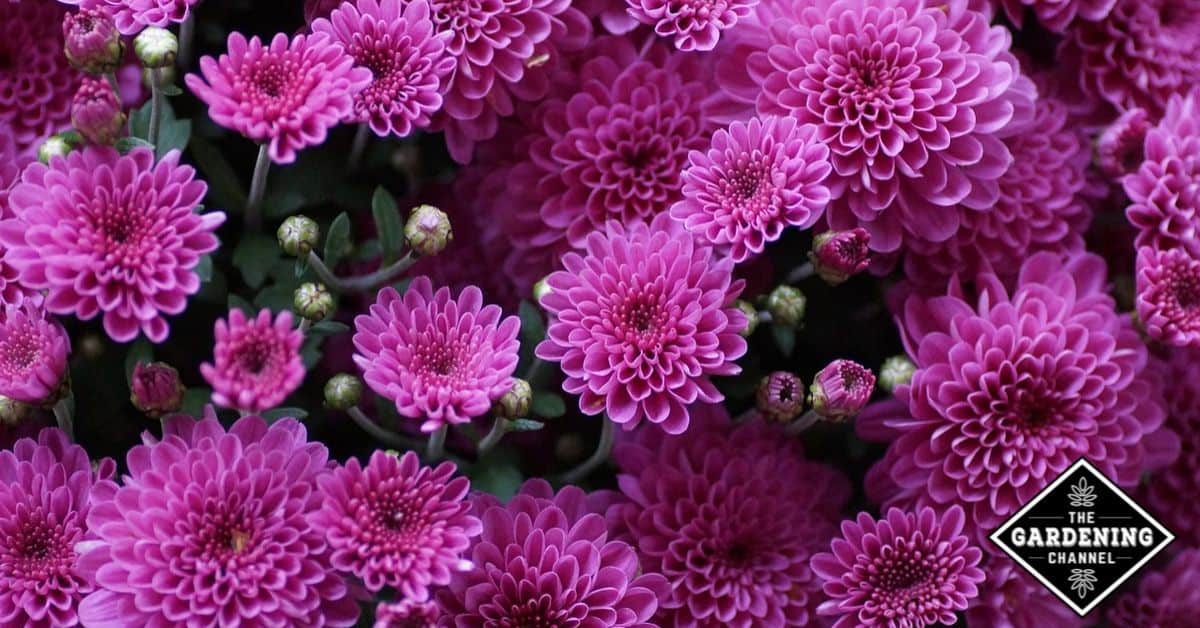 How to Grow Chrysanthemums Gardening Channel