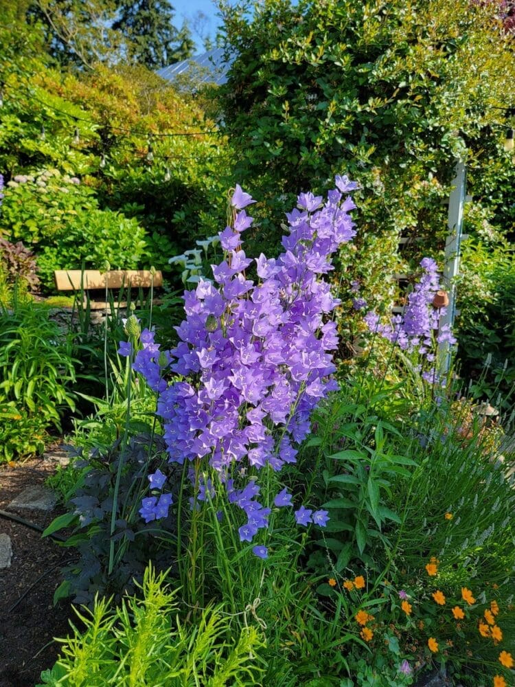 How to Grow Bellflowers Gardening Channel