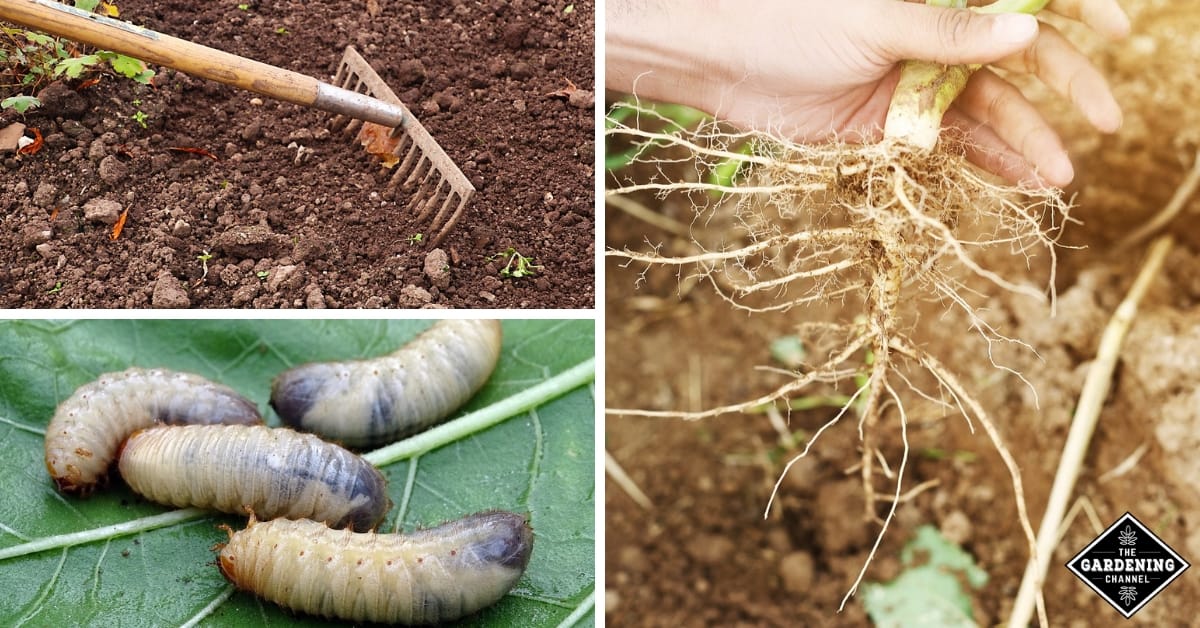 Nematodes on vegetables