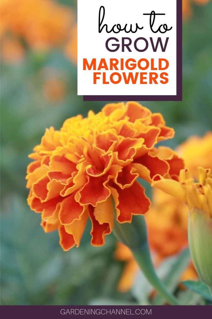 How To Grow Marigold Flowers Gardening Channel How To Grow Marigold Flowers Gardening Channel