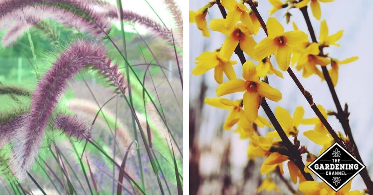 Plants for on sale clay soil