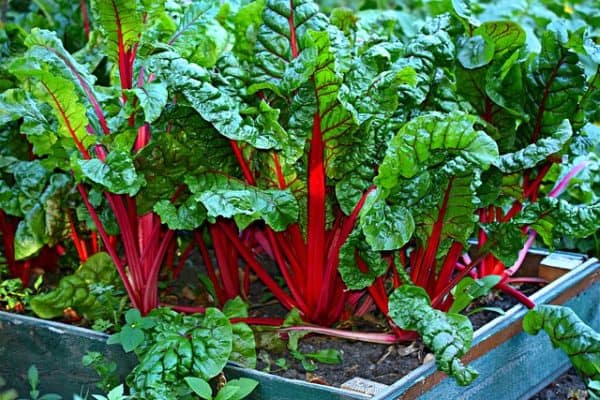 How To Grow A Kitchen Garden Gardening Channel